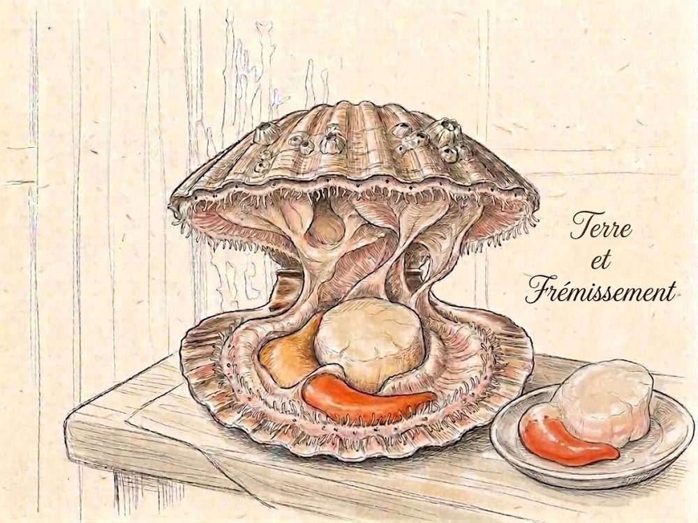 Dessin au trait d'une coquille Saint-Jacques ouverte, posée sur une planche de bois. La valve supérieure, bombée et couverte de balanes, est relevée ; dans la valve creuse on distingue la noix blanche et ronde, le corail orange en croissant contre elle, et le manteau frangé qui fait le tour. À droite, sur une petite assiette, la noix et le corail ont été séparés et parés.
